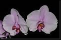 Phalaenopsis hibrido rosa * Rodrigo Remolina * Rodrigo Remolina